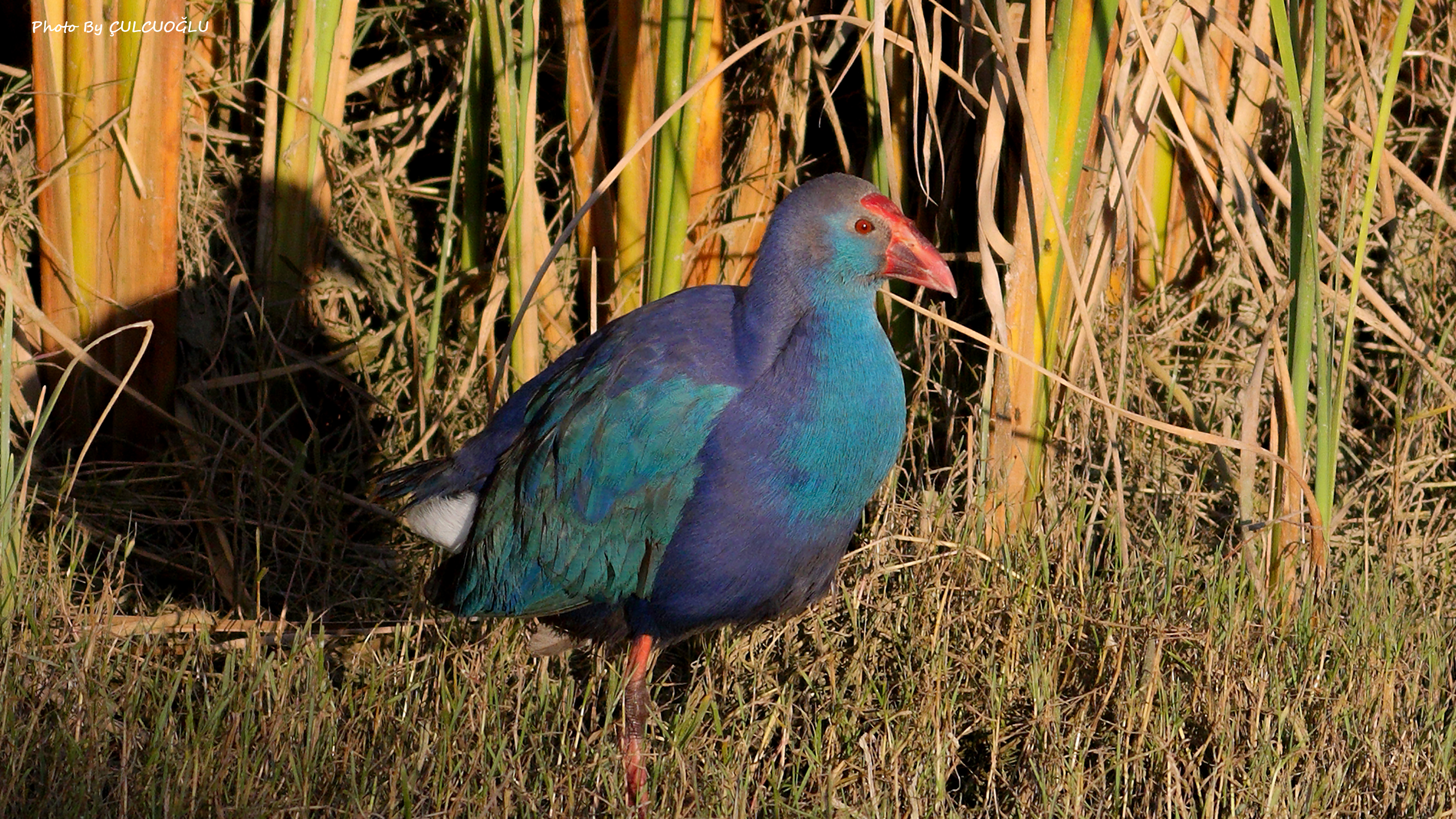 Western Swamphen